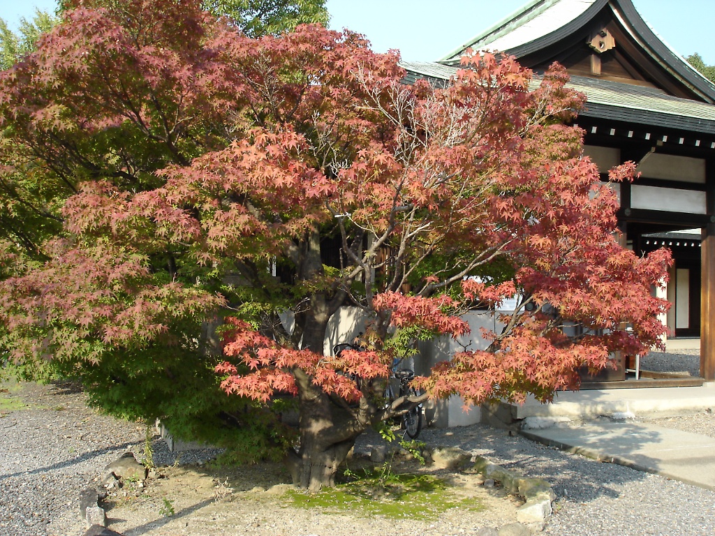 Small temple near Osaka Jou