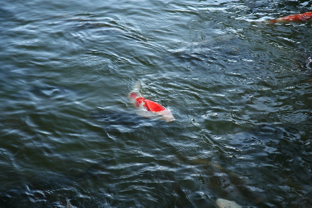 Koi fish