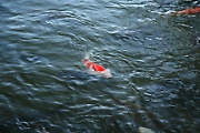 Koi fish