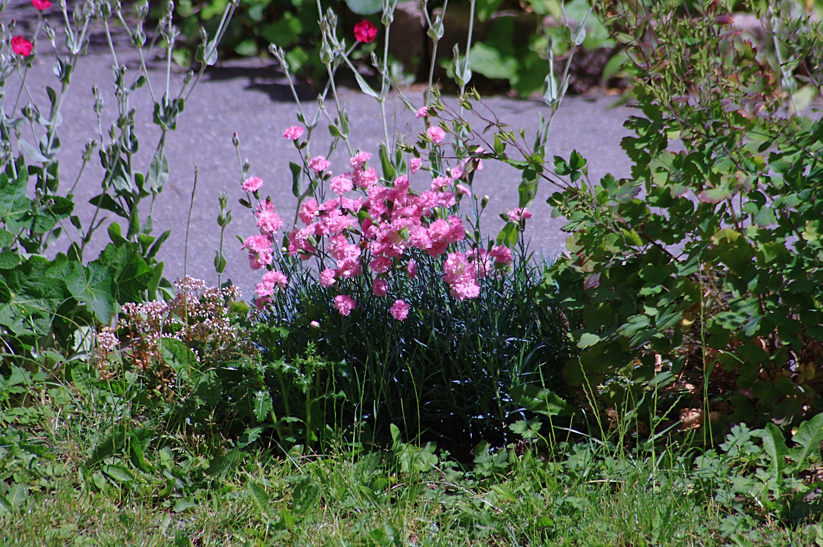 Dianthus