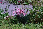 Dianthus