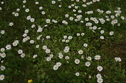 Daisies