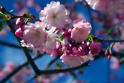 Cherry blossom in Stockholm