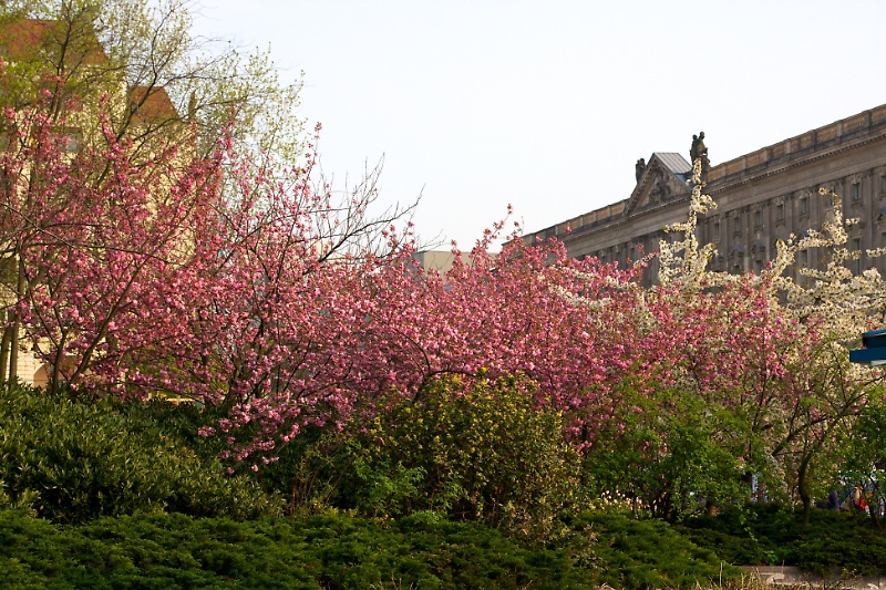 Spring Blossoms in Berlin