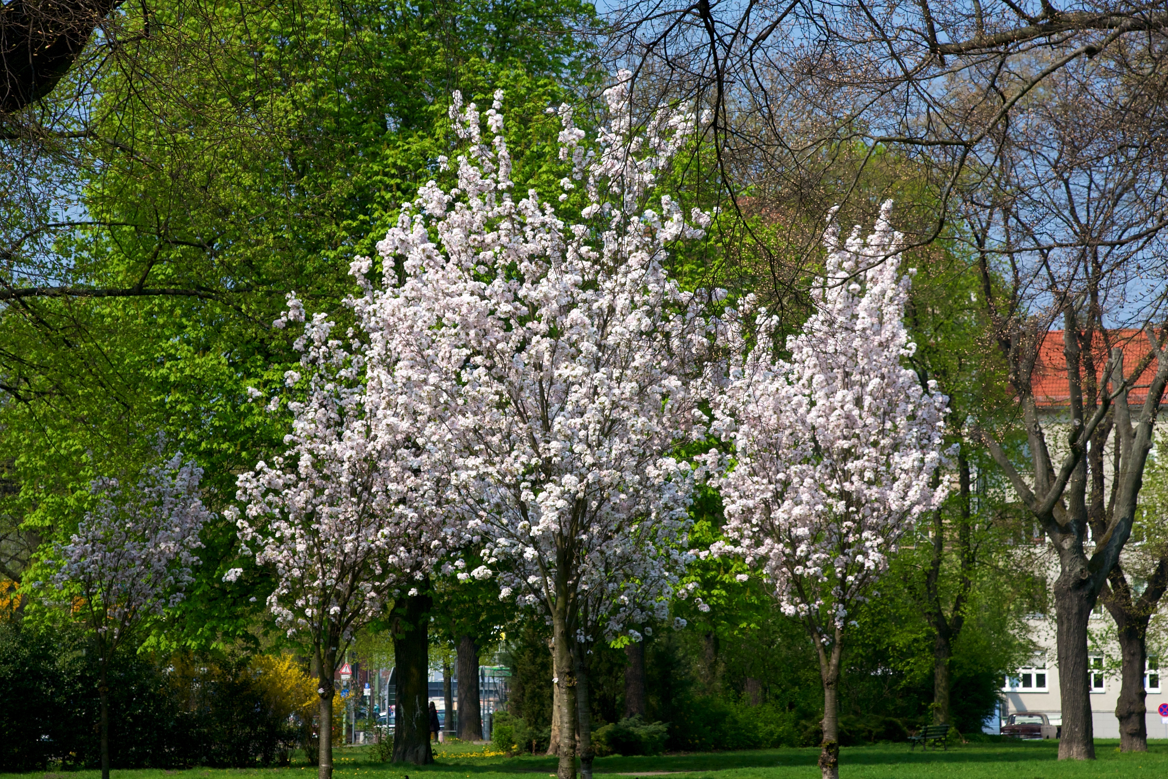 Spring Blossoms in Berlin