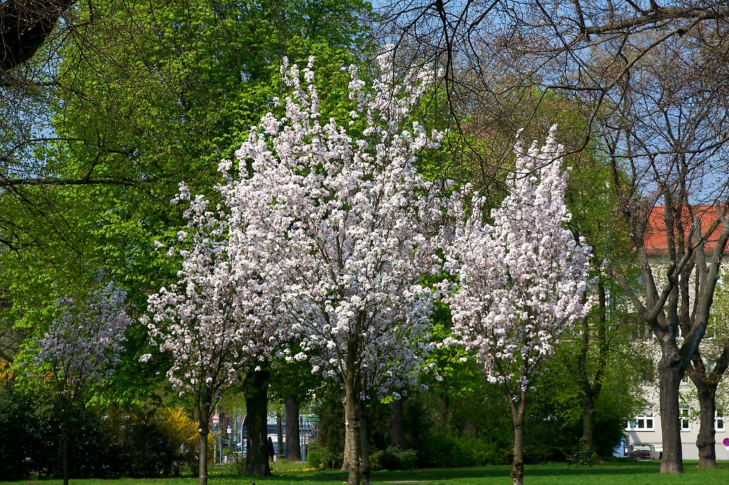 Spring Blossoms in Berlin