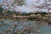 Sakura in Sanda
