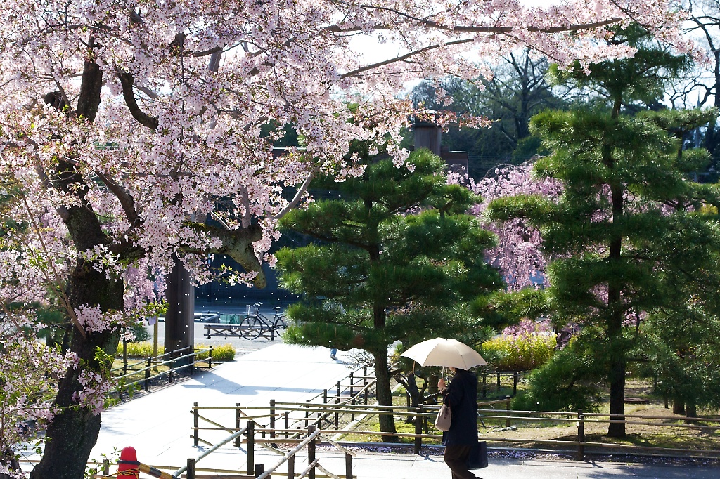 Sakura in Kyoto