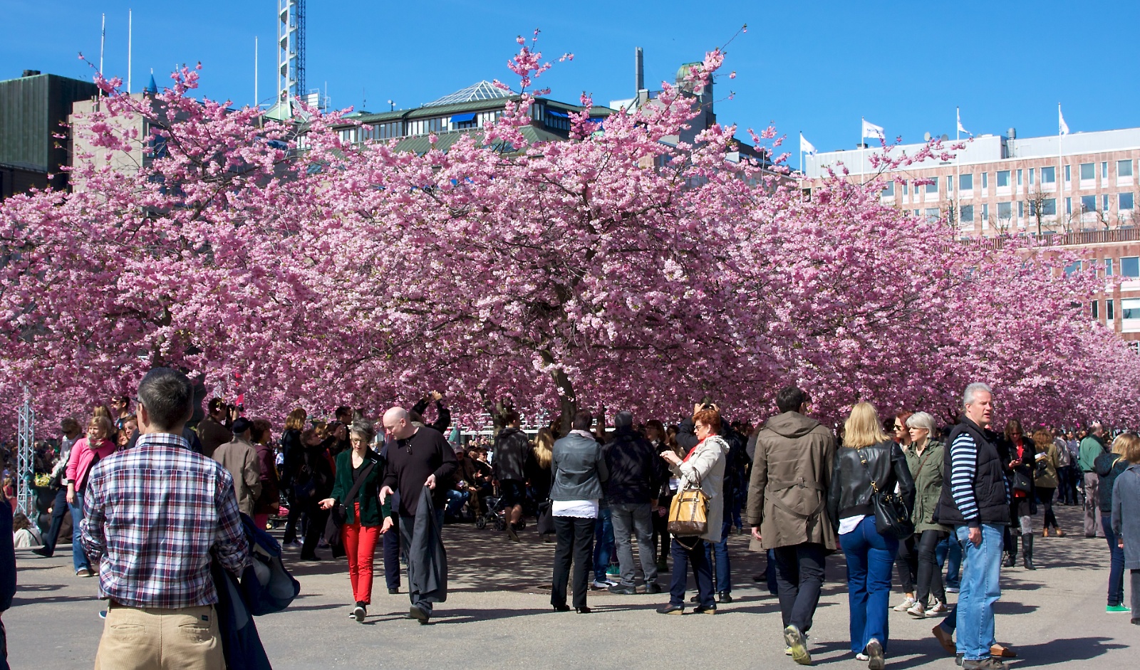 Cherry blossom in Stockholm