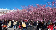 Cherry blossom in Stockholm