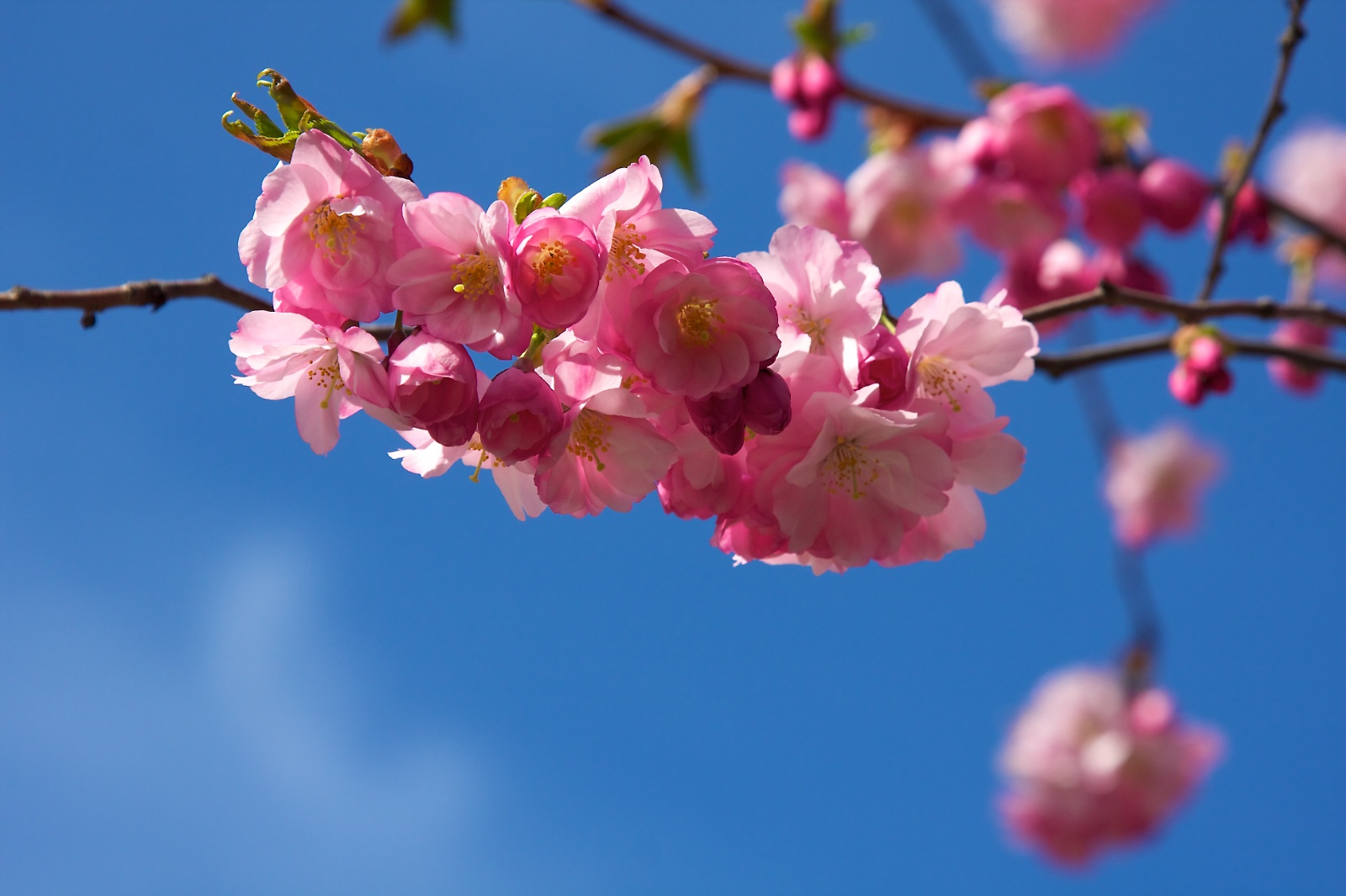 Cherry blossom in Stockholm