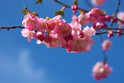Cherry blossom in Stockholm