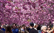 Cherry blossom in Stockholm