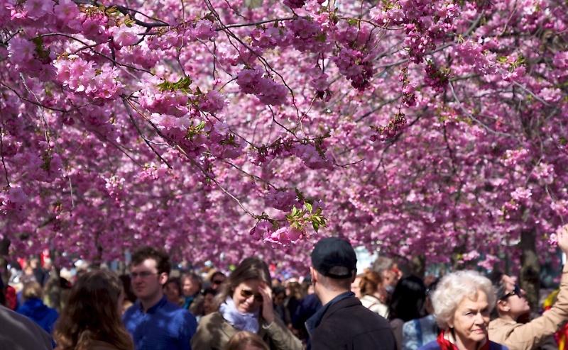 Cherry blossom in Stockholm