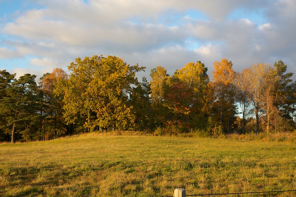 Autumn colors