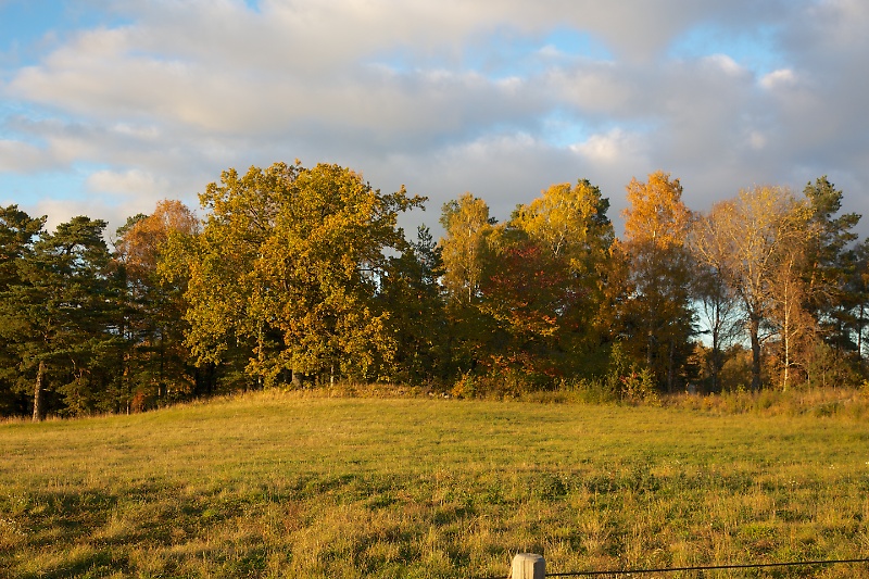 Autumn colors