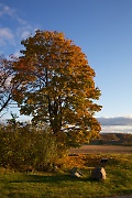 Autumn colors