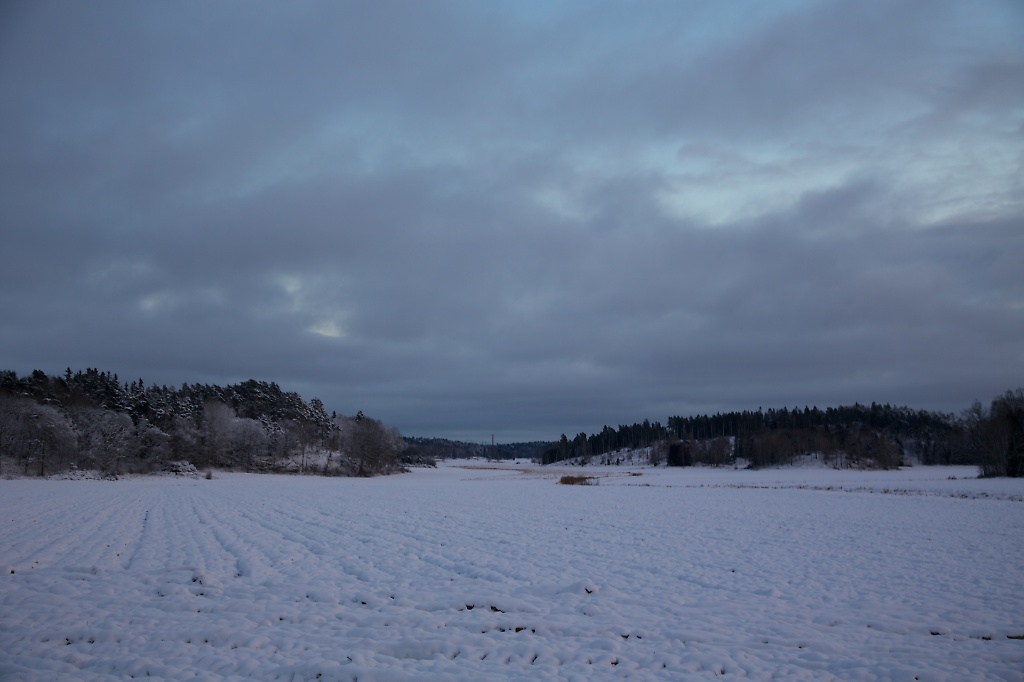 Field in Winter