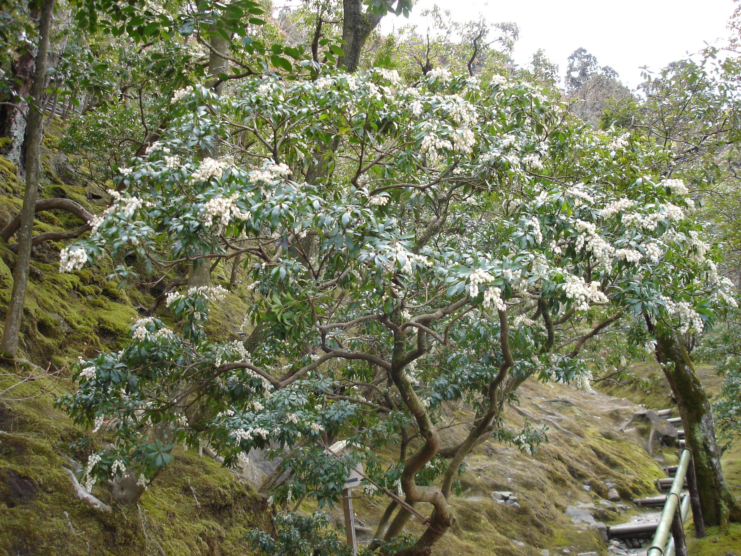 Ginkakuji