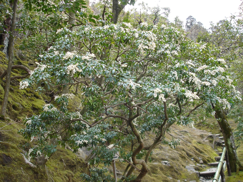 Ginkakuji