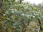 Ginkakuji