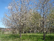 Wild cherry trees