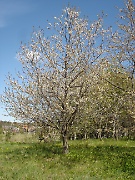 Wild cherry tree
