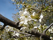 Wild cherry tree