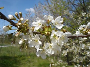 Wild cherry tree