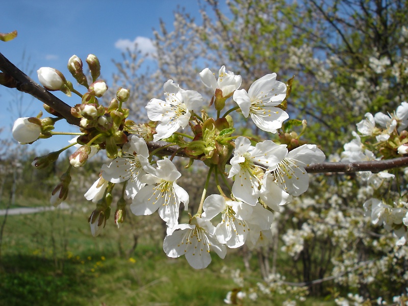 Wild cherry tree