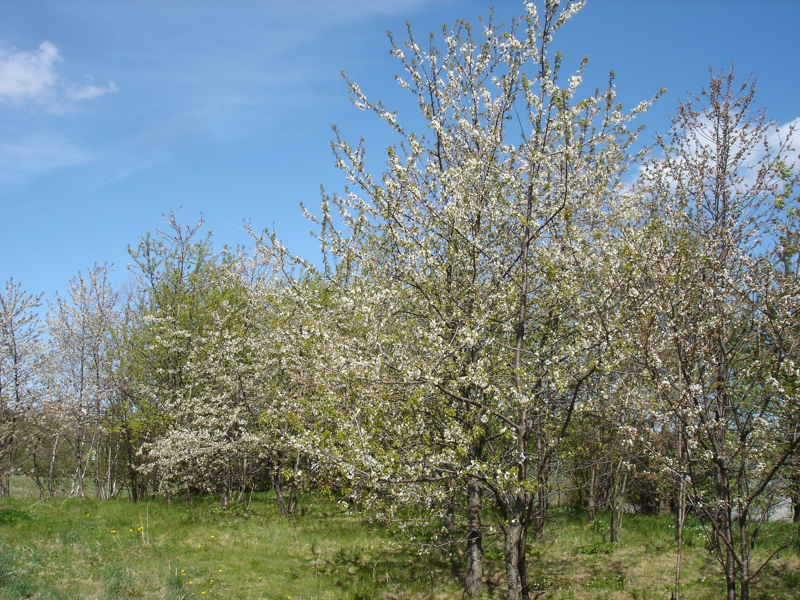 Wild cherry trees