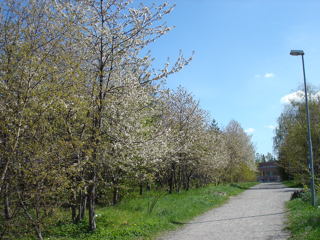 Wild cherry trees