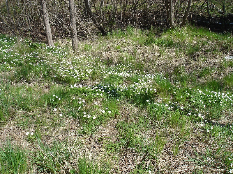 Spring Flowers