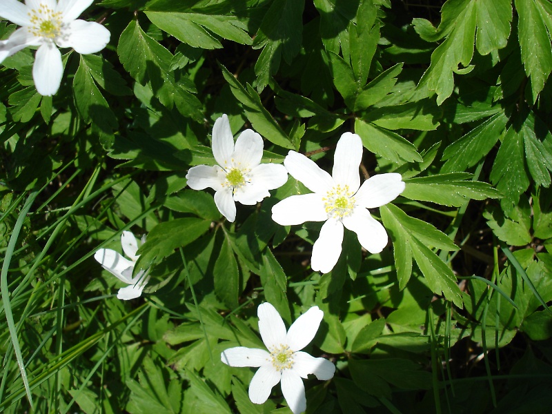 Spring Flowers