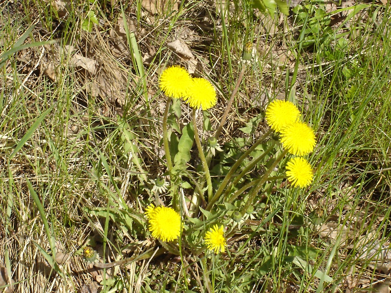 Spring Flowers