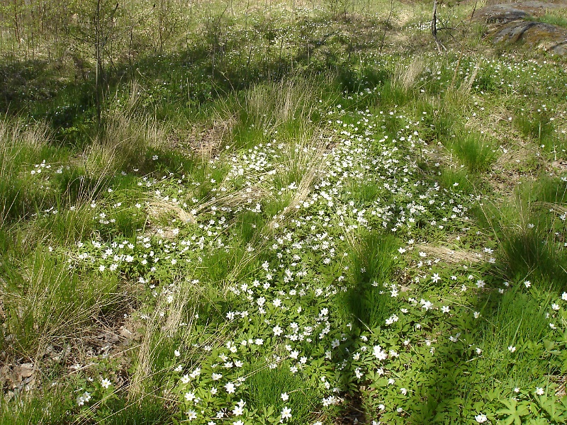 Spring Flowers