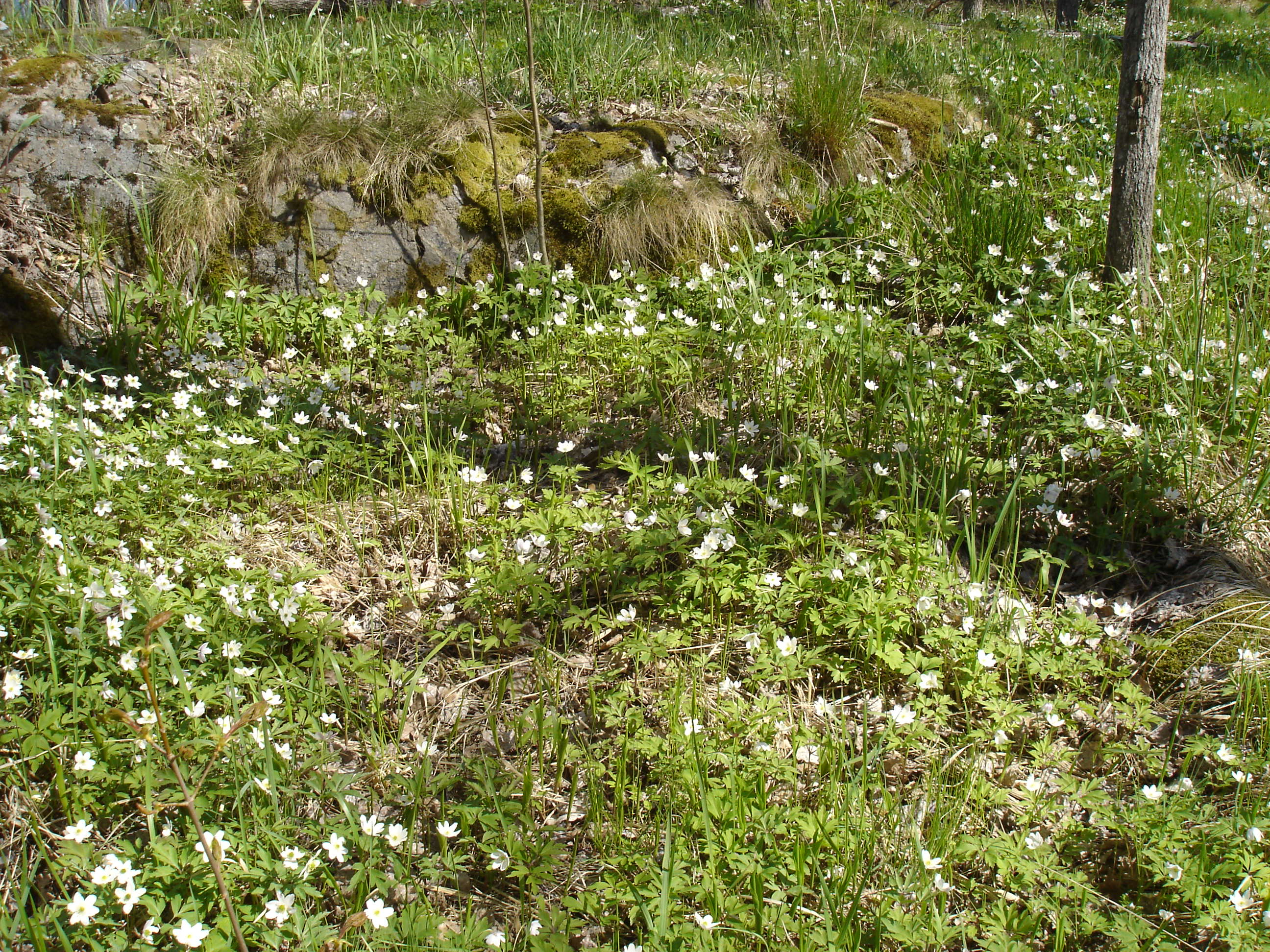 Spring Flowers