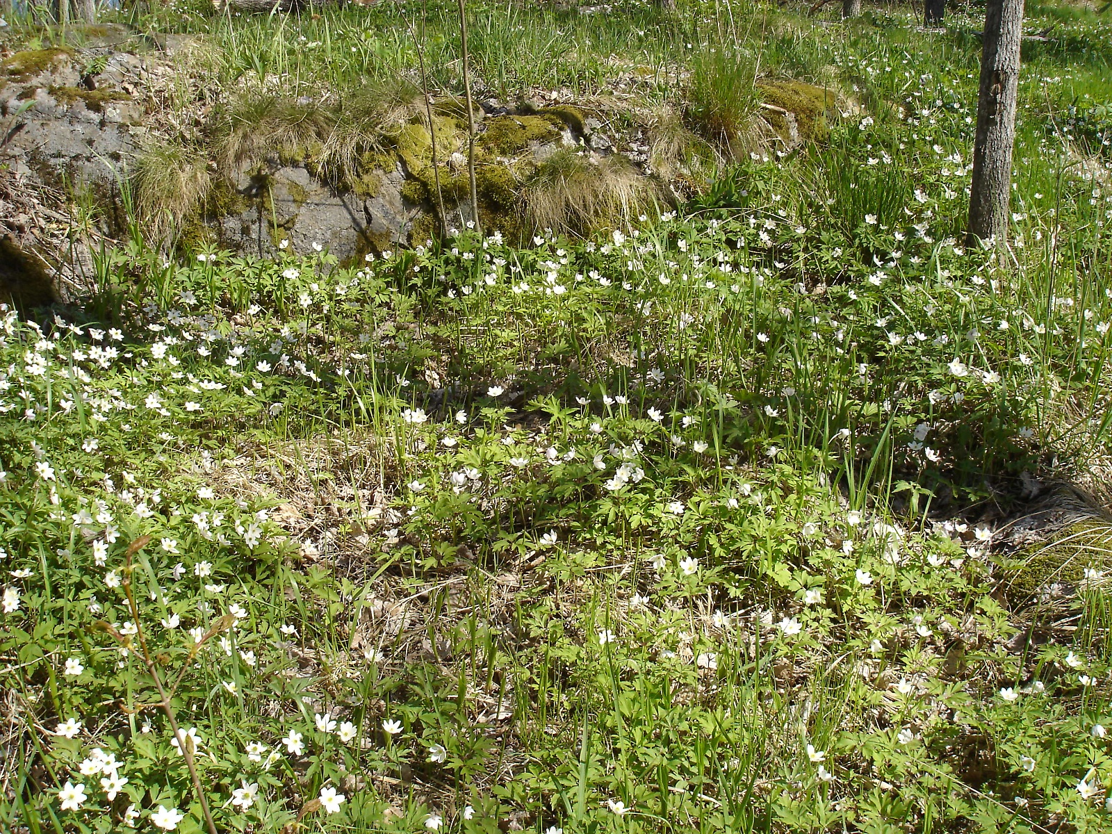 Spring Flowers