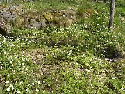 Spring Flowers