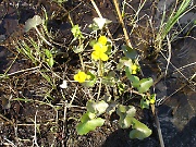 Spring Flowers