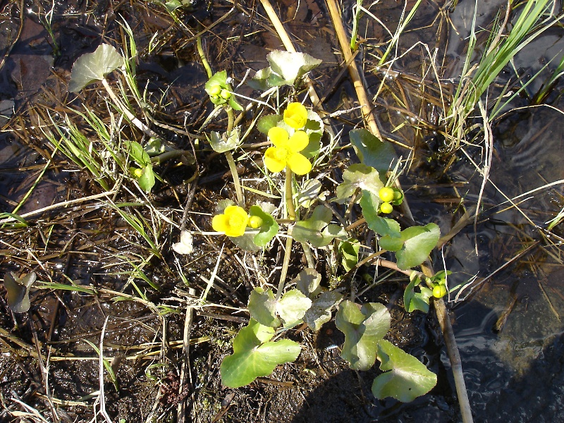 Spring Flowers