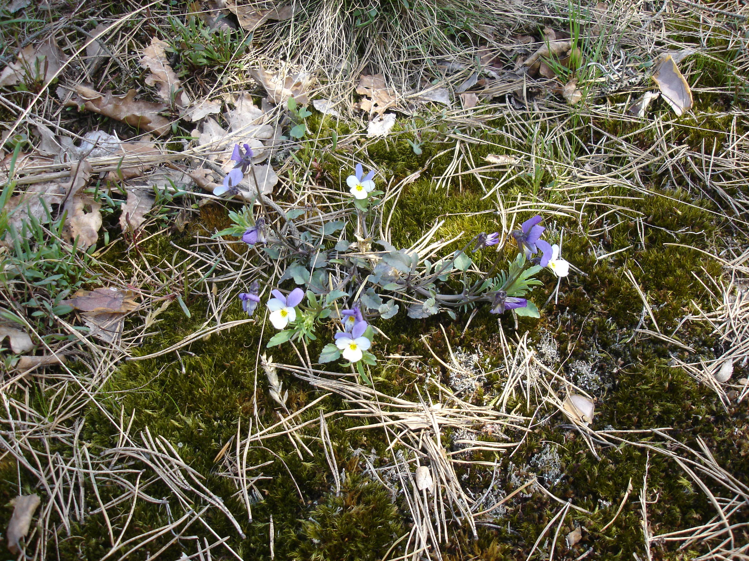 Spring Flowers