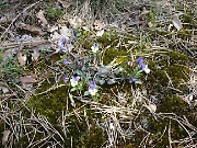 Spring Flowers