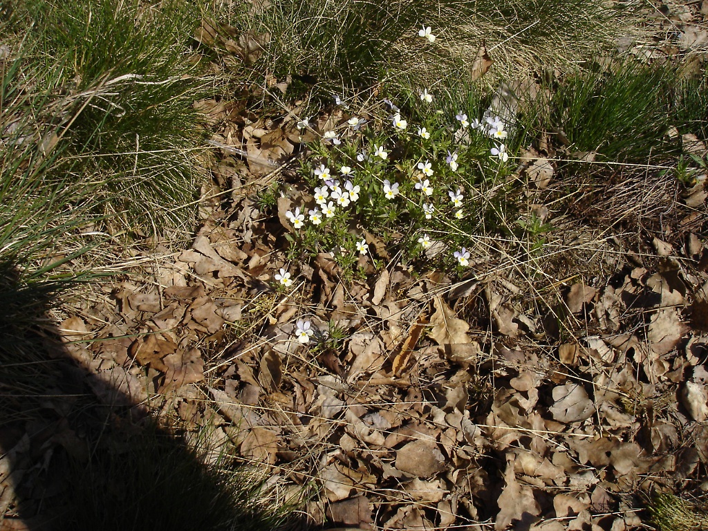 Spring Flowers