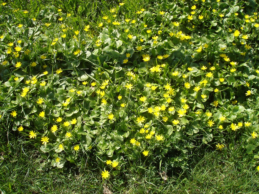 Spring Flowers