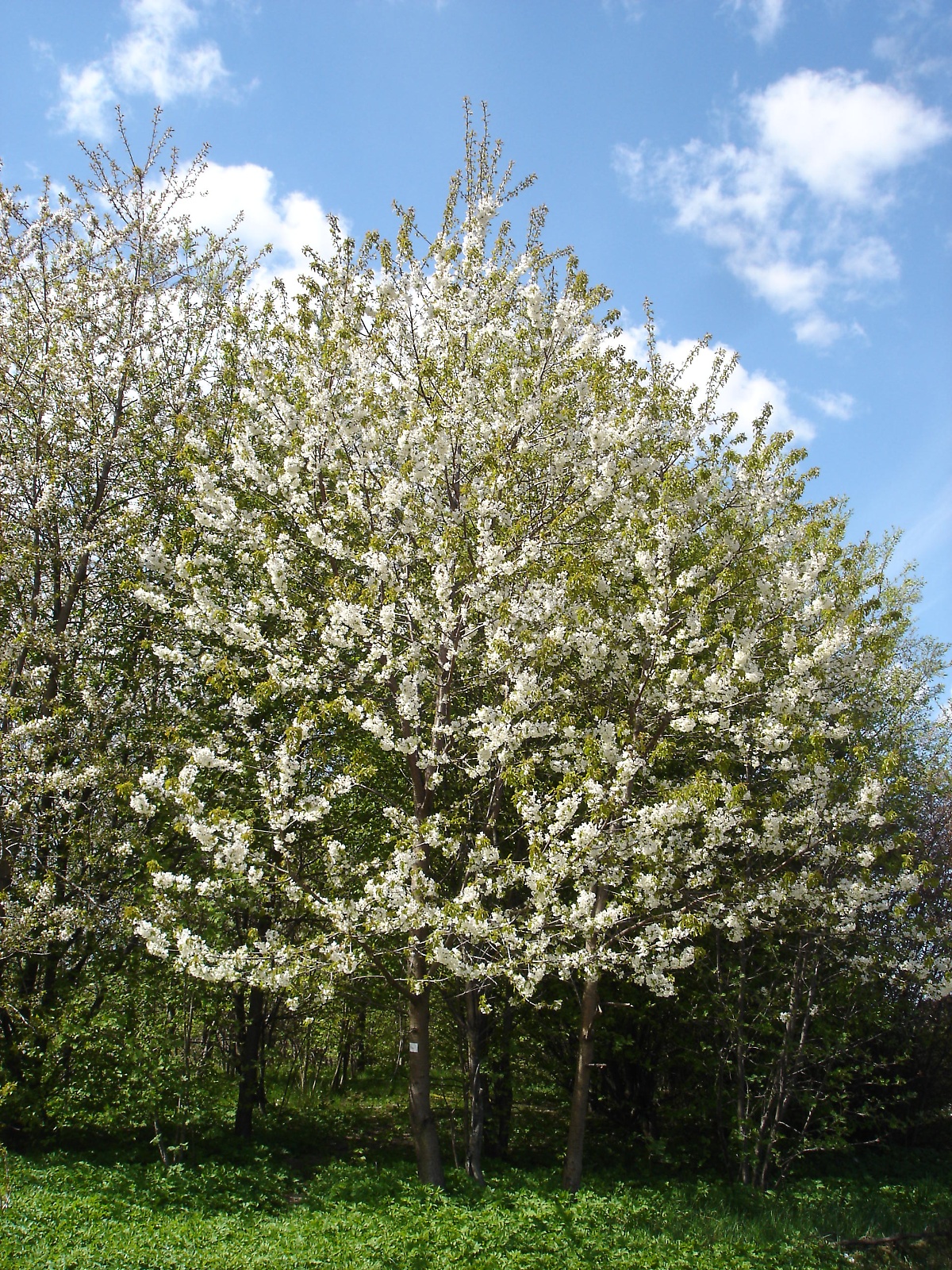 Wild cherry tree