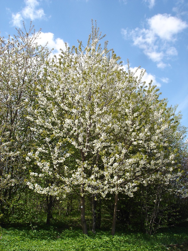 Wild cherry tree