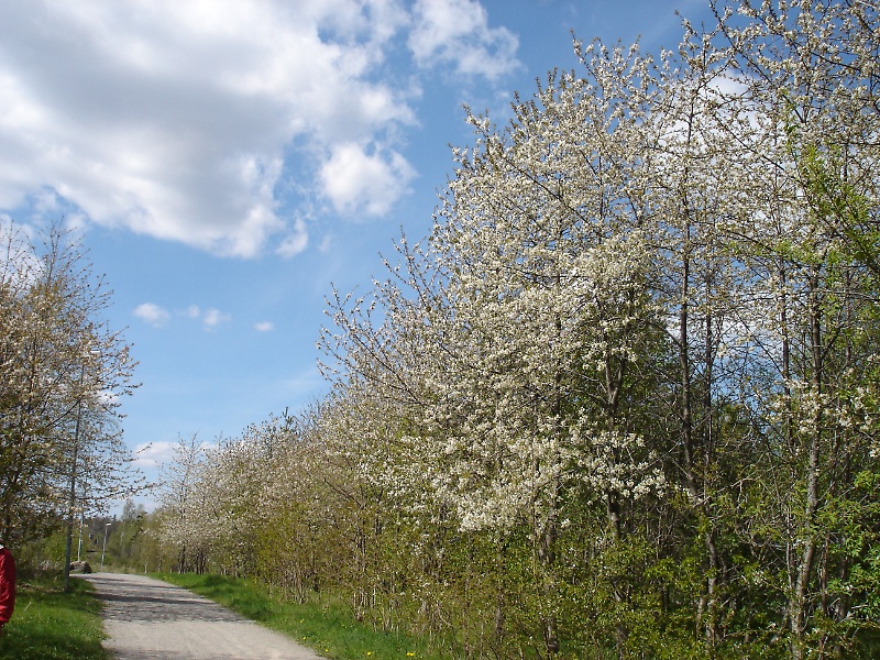 Wild cherry trees