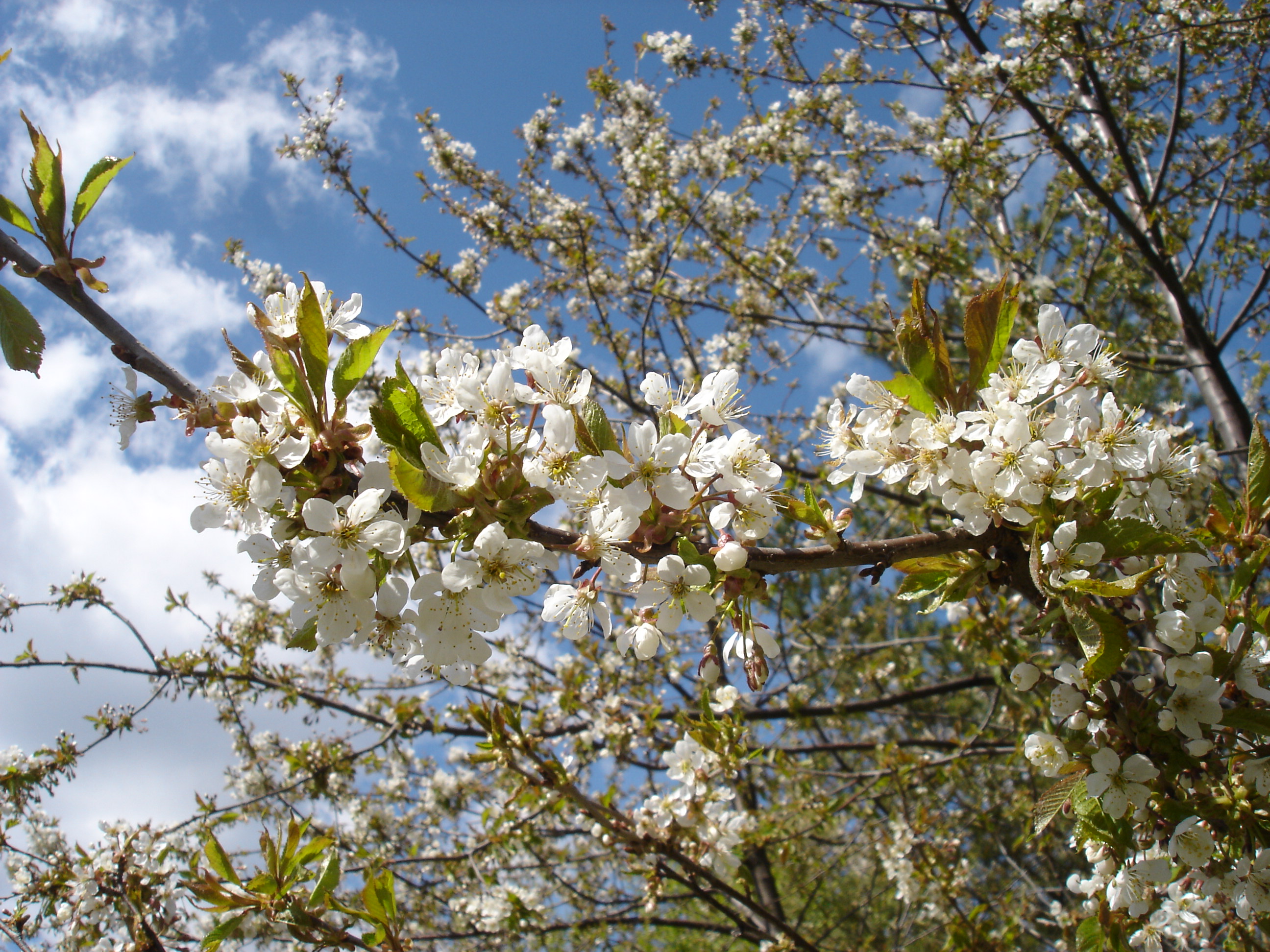 Wild cherry tree