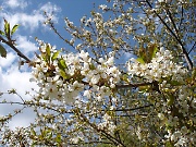 Wild cherry tree